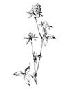 Simple sketchy vector illustration of trifolium