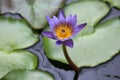 Simple small blue tropical water Lily bloom