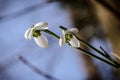 Simple spring flower and light Royalty Free Stock Photo