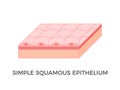 Simple squamous epithelium. Epithelial tissue types. Royalty Free Stock Photo