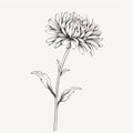 Minimalistic Chrysanthemum Flower Illustration: Clean, Detailed, And Romantic