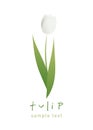 Simple and stylized tulip flower isolated on white background