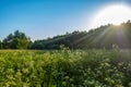 Simple suburb landscape, meadow vegetation and lush bushes Royalty Free Stock Photo