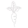 Simple sugar beet design in continuous line art drawing style. Vector illustration of white beet on white background