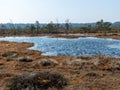 Simple swamp landscape with swamp grass and moss in the foreground, small swamp pond and swamp pines Royalty Free Stock Photo