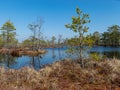 Simple swamp landscape with swamp grass and moss in the foreground, small swamp pond and swamp pines Royalty Free Stock Photo