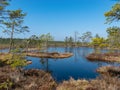 Simple swamp landscape with swamp grass and moss in the foreground, small swamp pond and swamp pines Royalty Free Stock Photo