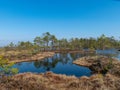 Simple swamp landscape with swamp grass and moss in the foreground, small swamp pond and swamp pines Royalty Free Stock Photo