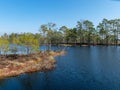 Simple swamp landscape with swamp grass and moss in the foreground, small swamp pond and swamp pines Royalty Free Stock Photo