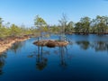 Simple swamp landscape with swamp grass and moss in the foreground, small swamp pond and swamp pines Royalty Free Stock Photo