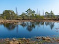 Simple swamp landscape with swamp grass and moss in the foreground, small swamp pond and swamp pines Royalty Free Stock Photo