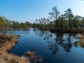 Simple swamp landscape with swamp grass and moss in the foreground, small swamp pond and swamp pines Royalty Free Stock Photo