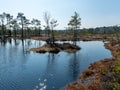 Simple swamp landscape with swamp grass and moss in the foreground, small swamp pond and swamp pines Royalty Free Stock Photo