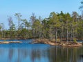 Simple swamp landscape with swamp grass and moss in the foreground, small swamp pond and swamp pines Royalty Free Stock Photo