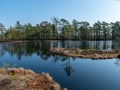 Simple swamp landscape with swamp grass and moss in the foreground, small swamp pond and swamp pines Royalty Free Stock Photo