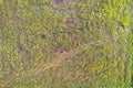 Simple texture of a rice field, top view, aerial shot Royalty Free Stock Photo