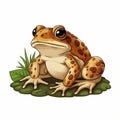 Simple Toad Clip Art With White Margins And Easy Cropping