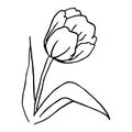 Simple Tulip. Sketch Black and White. Flower Vector illustration