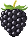simple vector blackberry clipart Royalty Free Stock Photo