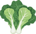 simple vector Chinese cabbage clipart Royalty Free Stock Photo