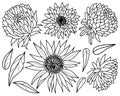 Simple vector hand drawn astra and sunflower flowers set