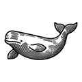 Simple Vector Icon Of Beluga Whale Logo Design Illustration. Royalty Free Stock Photo