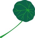 Simple vector illustration of a nasturtium leaf with long stem, isolated on a white background, representing concepts of nature Royalty Free Stock Photo