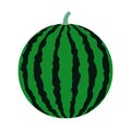 Simple vector illustration of a typical summer fruit, a large striped watermelon.