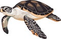 simple vector loggerhead turtle clipart