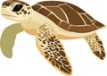 simple vector loggerhead turtle clipart