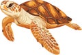 simple vector loggerhead turtle clipart