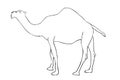 Simple Vector Manual Hand Draw outline sketch, camel Royalty Free Stock Photo