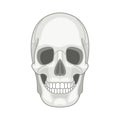 Simple vector skull. Skulls face icon, lines black halftone doodle death face, minimalistic poison cranium smile, spooky