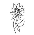 Simple vector sunflower. Botanical and autumn illustration