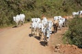 A simple view of cattle