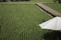 Simple walkway in summer rice field resort