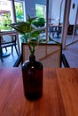 A simple water plant vase