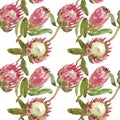 Simple watercolor pattern of protea flowers on a white background