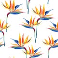 Simple watercolor tropical seamless pattern with bird-of-paradise flower.