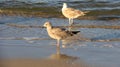 Simple Way Of Life Tow Seagull Forage