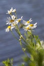 Simple white daisies bloomed on the shore