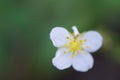 Simple White Floret with Yellow Stamens