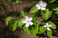 Simple white flowers of quince in May Royalty Free Stock Photo