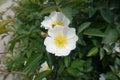 Simple white flowers of rose