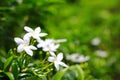 Simple White Jasmine Flower