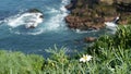 Simple white oxeye daisies in green grass over pacific ocean splashing waves. Wildflowers on the steep cliff. Tender marguerites Royalty Free Stock Photo