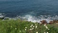 Simple white oxeye daisies in green grass over pacific ocean splashing waves. Wildflowers on the steep cliff. Tender marguerites Royalty Free Stock Photo