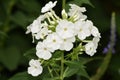 The Simple White Purity of Phlox Paniculata , cultivar Danielle