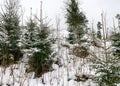 Simple winter landscape with snowy spruces and land, ordinary gray cloudy winter day