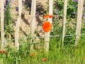 A simple wooden fence tied with wire holding the slats and posts. A meadow covered with weeds in which the blooms of red poppies